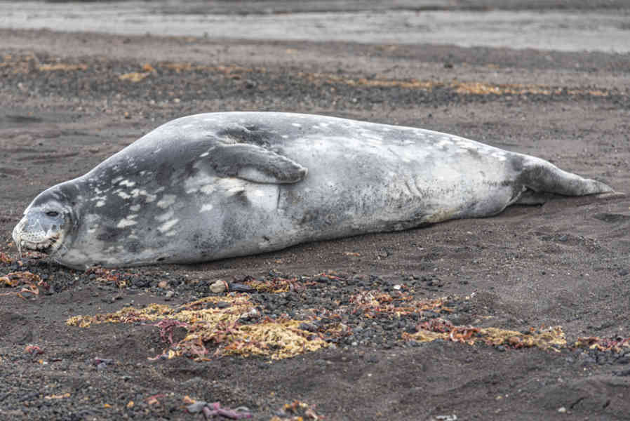 Foca de Weddell - isla Decepción - islas Shetland del Sur 03.jpg
